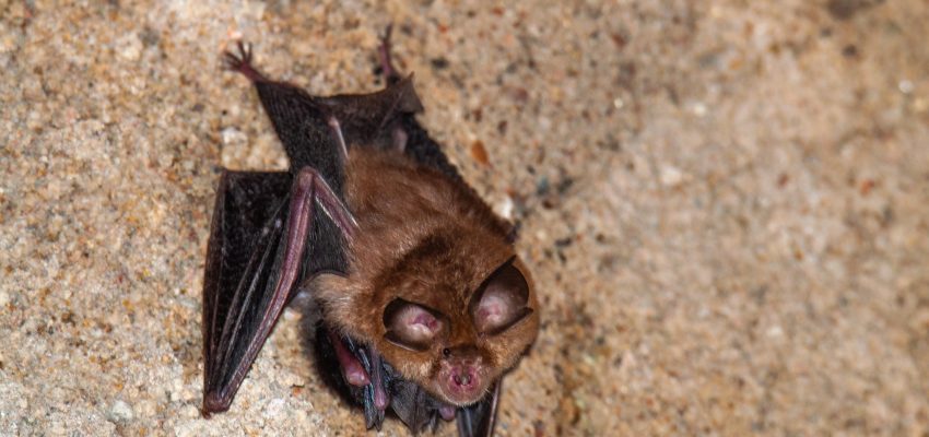 Horseshoe bat, Murcielago de herradura with a baby